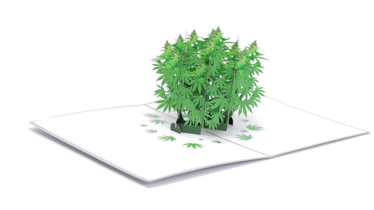Pot Plant Funny 3D Pop-Up Marijuana Stoner Greeting Card